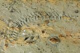 Cruziana (Fossil Trilobite Trackway) Plate - Oklahoma #114603-5
